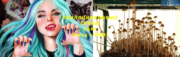 крисы Абаза